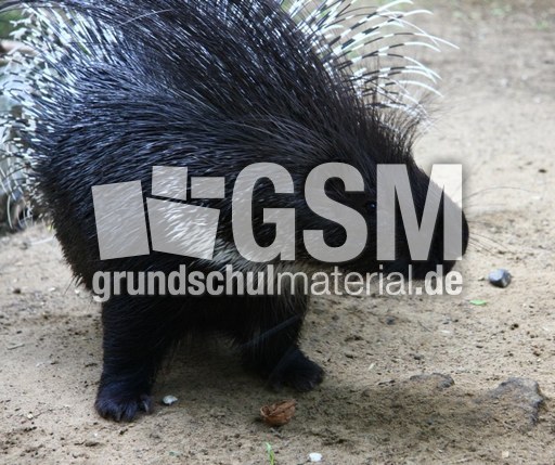 Stachelschwein-079.jpg
